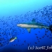 shark_galapagos_wolf_h_0085_ecu0554.jpg